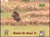 Breed All About It