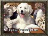 How to Select a Labrador Retriever