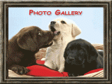 Picking Out the Best Puppy