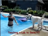 Teaching a Labrador to Swim?