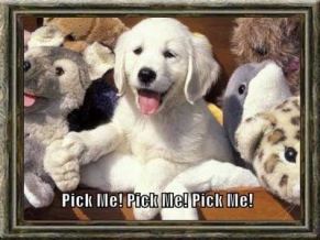 How to Select a Labrador Retriever