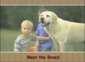 Meet the Breed