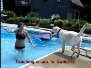 Teaching a Labrador to Swim?