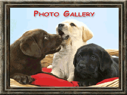 Photo Gallery