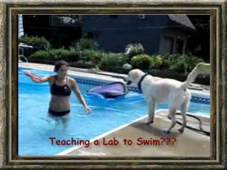 Teaching a Labrador to Swim?