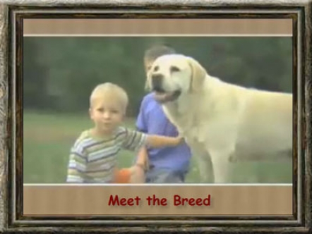 Meet the Breed
