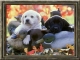 Thumbnail for Picking Out the Best Puppy